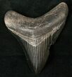Black Megalodon Tooth - Georgia #14491-1